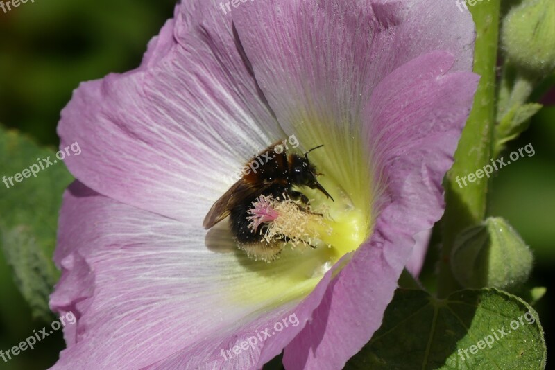 Hummel Hibiscus Blossom Bloom Insect