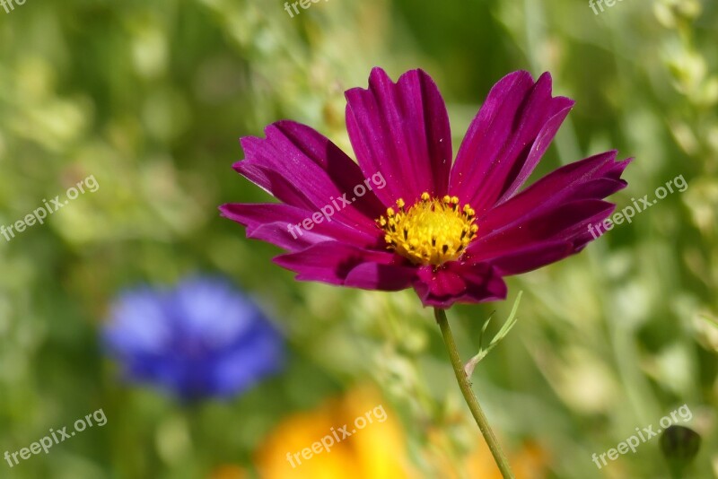 Flowers Flower Meadow Nature Wild Flowers Wildflowers