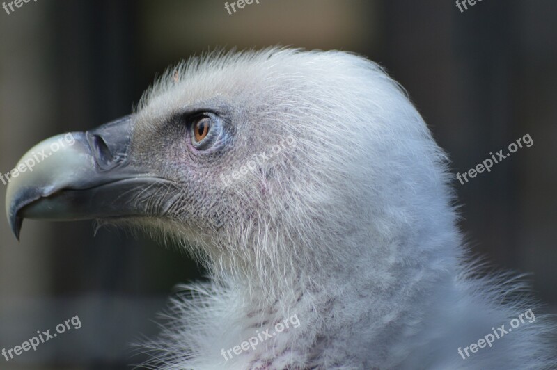 Vulture Eye Piercing Head Portrait