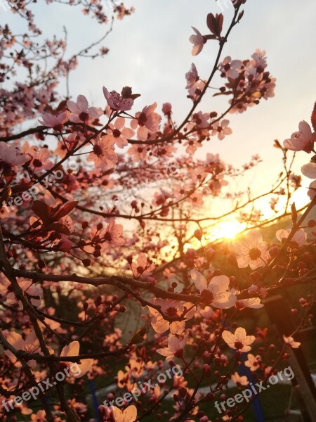 Nature Blossom Bloom Close Up Bloom