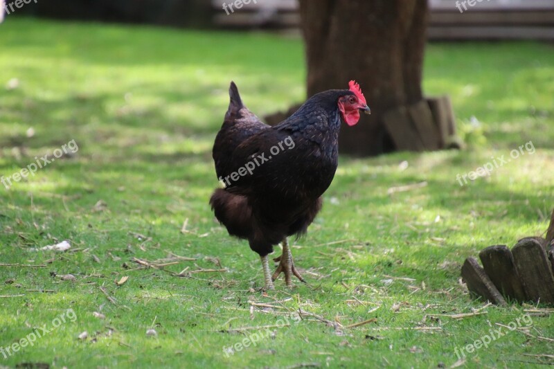 Hen Gallinacées Poultry Backyard Animal