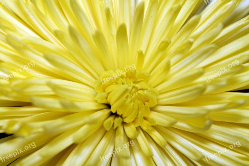 Flower Opened Bloom Yellow Bright