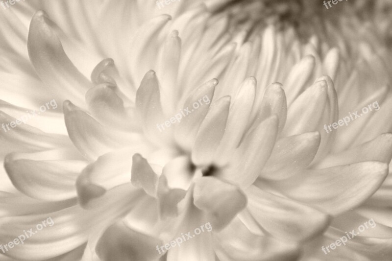 Petals Chrysanthemum Flower Opened Blooming