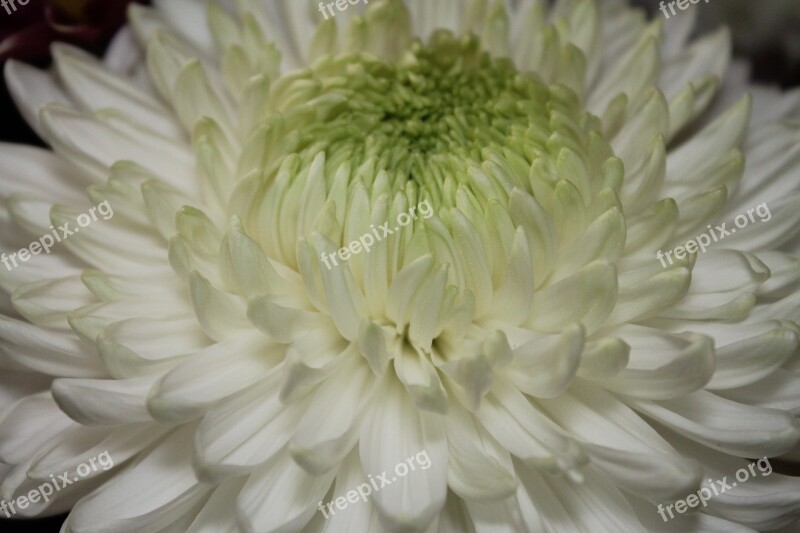 Flower Large Petals Natural White