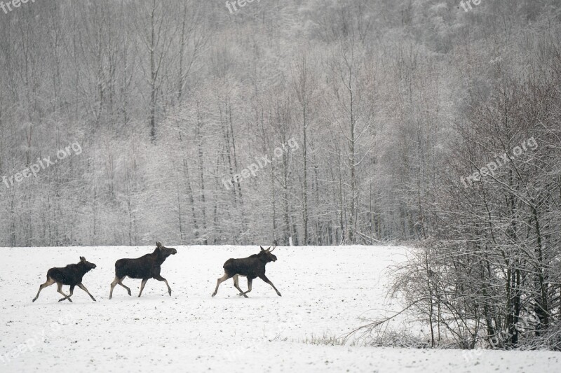 Moose Winter Male Female Null