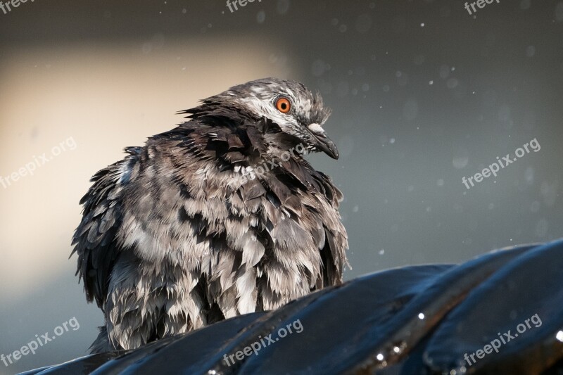 Feral Pigeon Columba Livia Domestica Bird Avian Sleeping