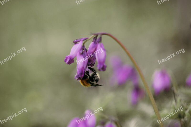 Bee Flower Flowers To Pollinate Pollination