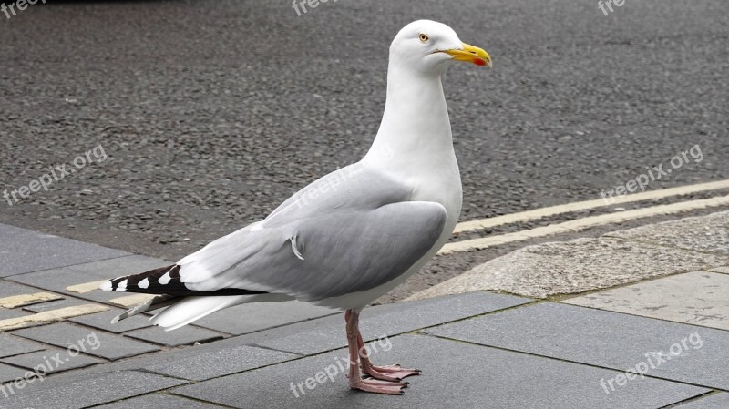 Seagull Brutal Bird Free Photos