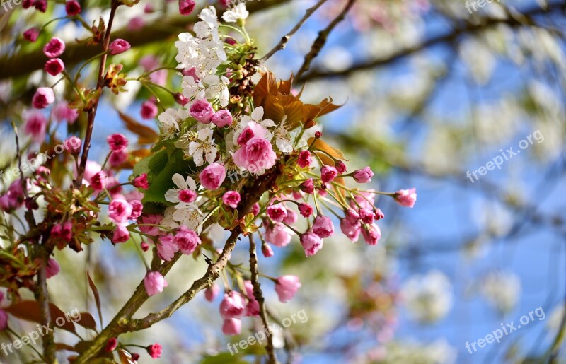 Blossom Spring Bloom Flowers Flora