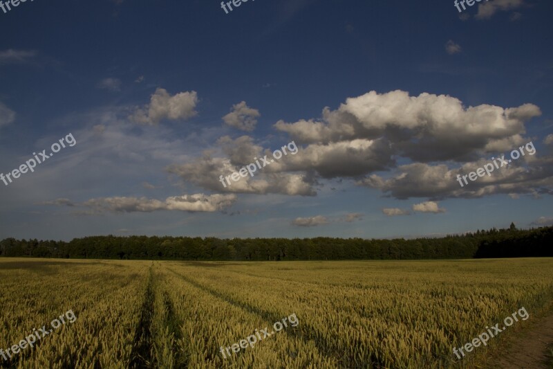 Harvest Field Agriculture Grain Landscape