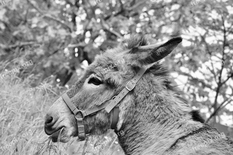 Donkey Photo Black White Gray Donkey Ass Croix Saint André Portrait Profile Donkey