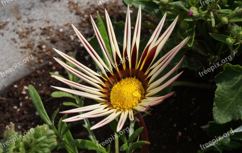 Flower Plant Spring Bloom Blossom