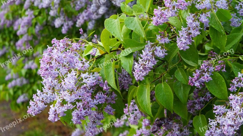 Nature Plants Twigs Green Leaflet