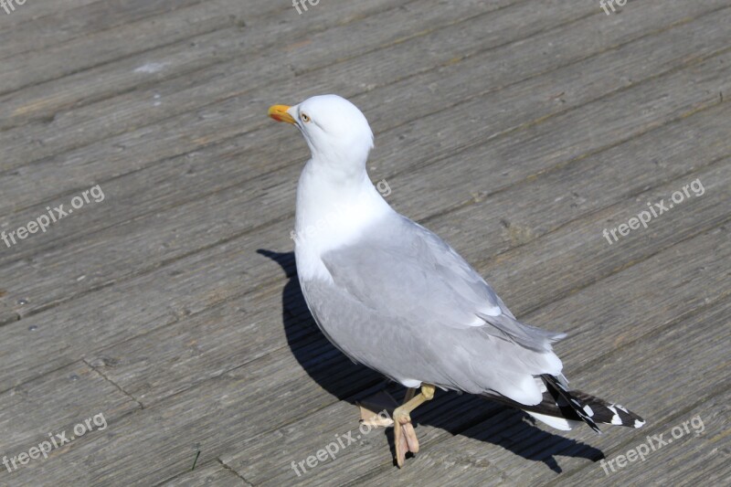 Seagull Bird Animal Wing Water Bird