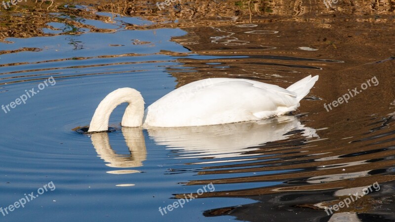 Swan Water Swim Lake Water Bird