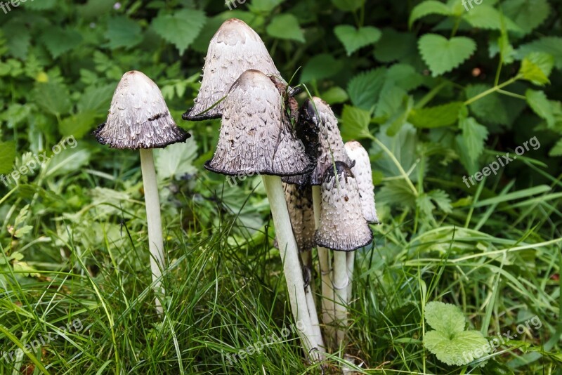 Mushrooms Schopf Comatus Mushroom Tintenpilz Free Photos