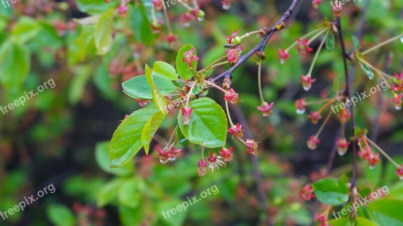 Nature Plants Sprig Green Leaflet