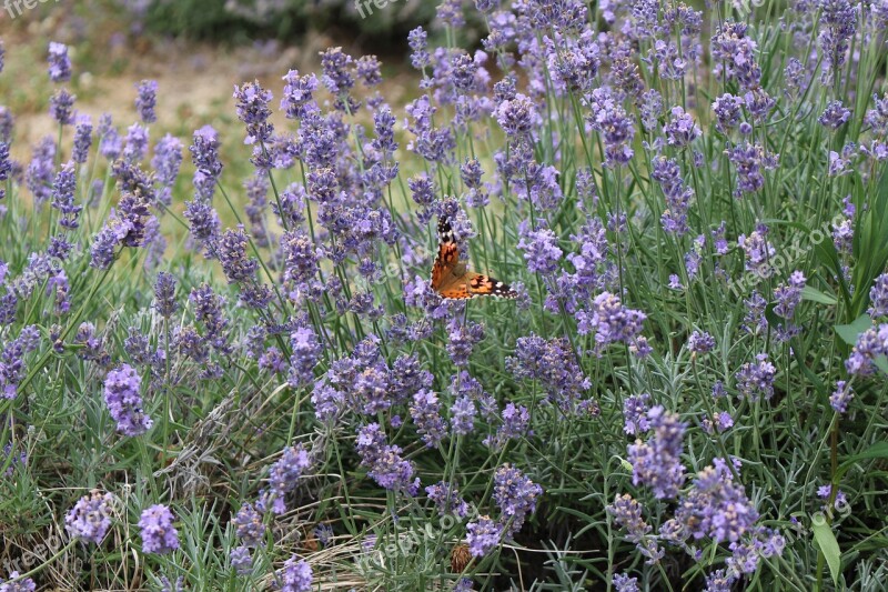 Lavender Butterfly Nature Flower Plants