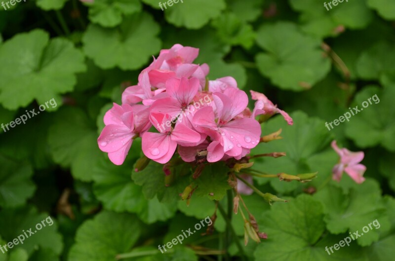 Flowers Green Leaf Red Flowers Free Photos