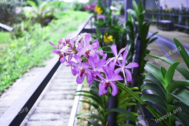 Flowers Leaf Spring Green Beauty