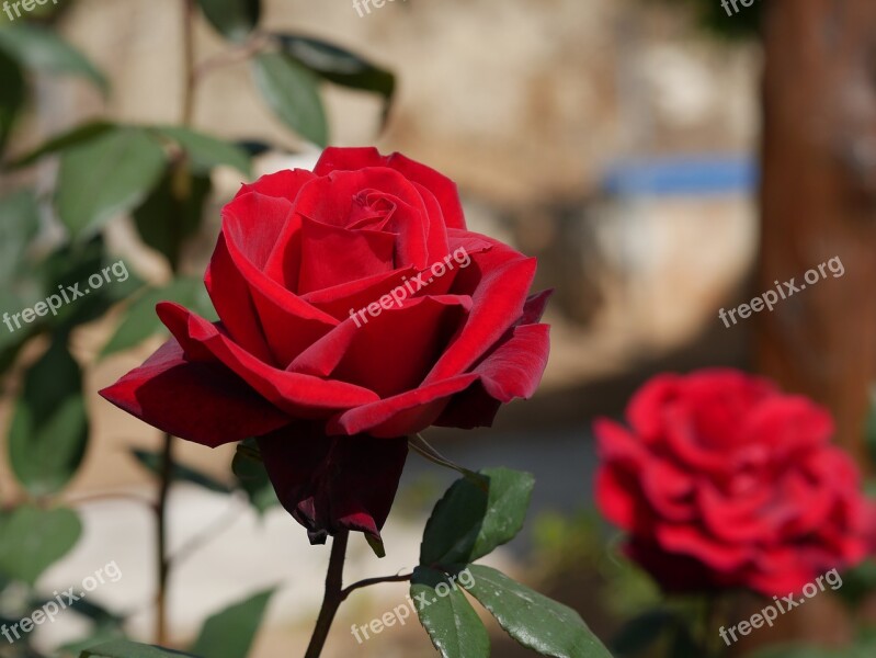 Rose Red Cyprus Garden Blossom