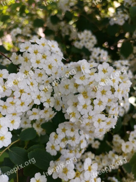 Flowers Wihte Details Macro Focus