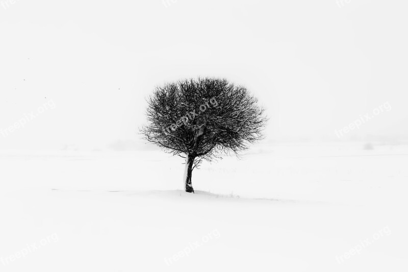 Tree Minimal Nature Minimalism Natural