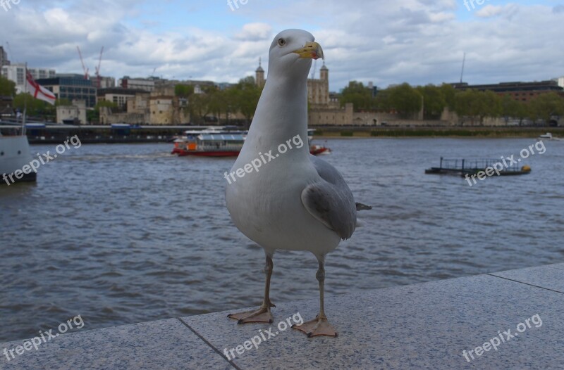 Bird Gull Birds Nature River