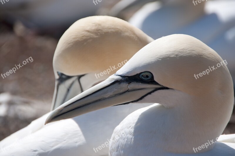 Northern Gannet Bird Seevogel Nature North Sea