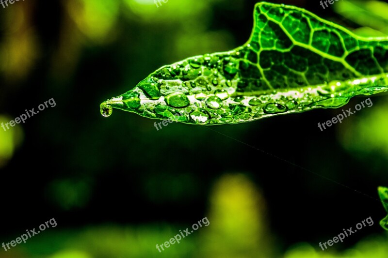 Water Droplets Leaf Tip Outside