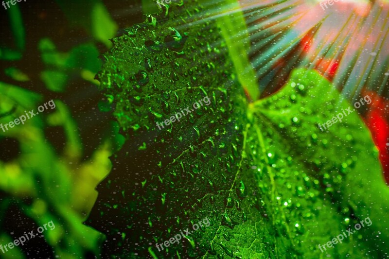 Grape Leaf Sunlight Droplets Water