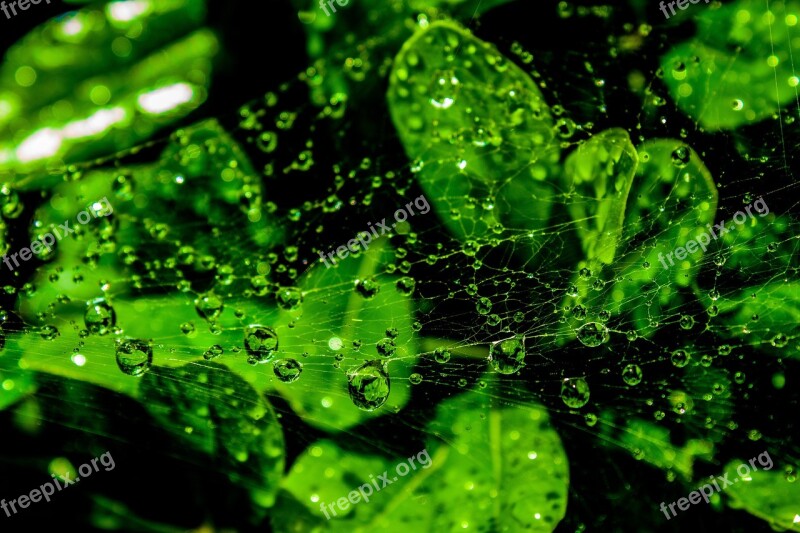 Web Wet Droplets Green Leaves