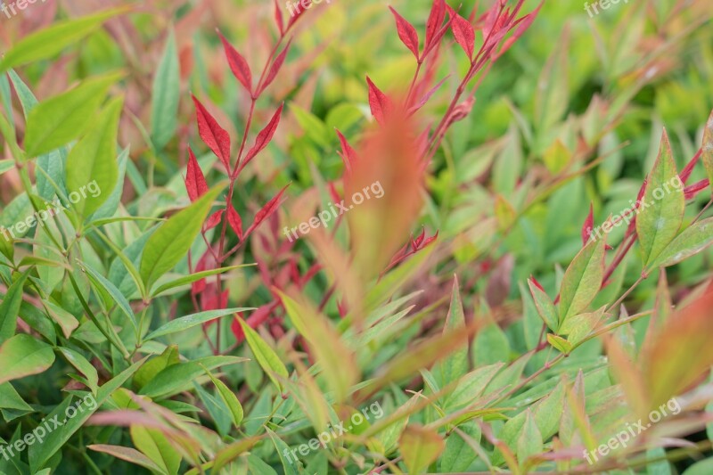 Red Plants Green Plants Bush Leaves Spring