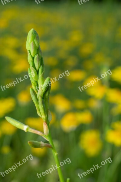 Green Flower Nature Blossom Summer