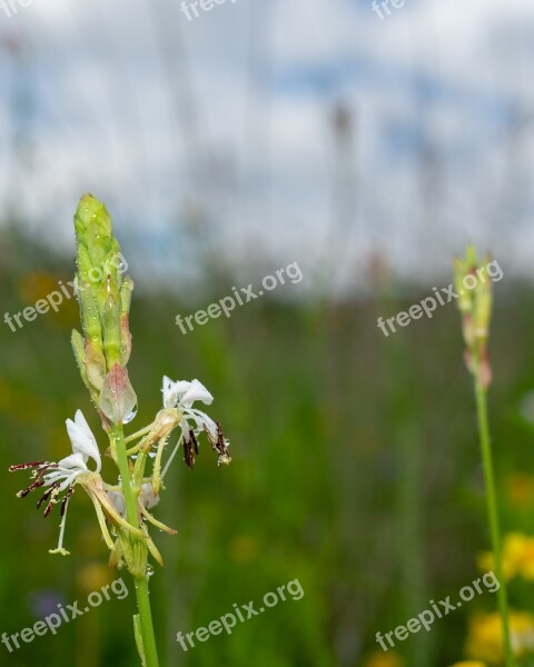 Green Flower Nature Blossom Summer