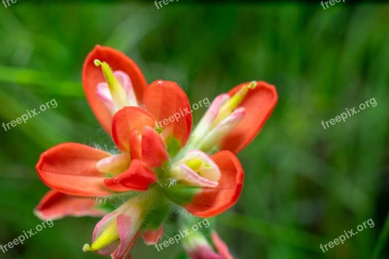 Red Flower Nature Blossom Summer