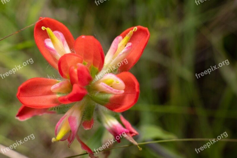 Red Flower Nature Blossom Summer