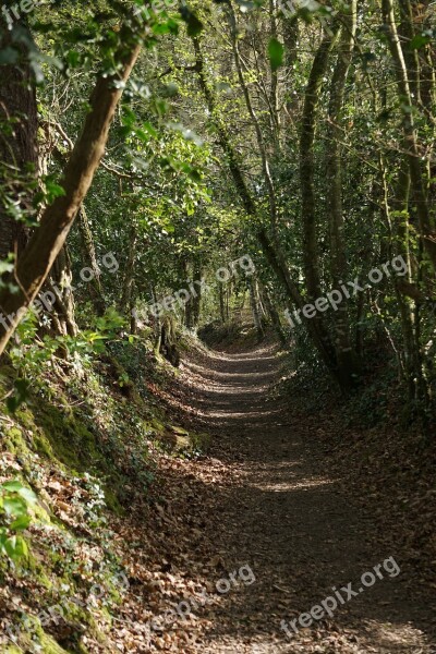 Path Forest Close Nature Trail