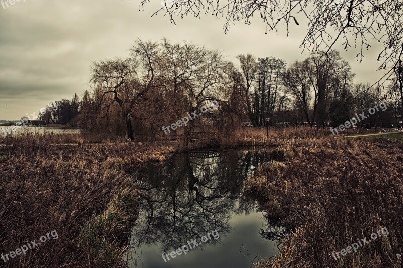 Swamp Nature Forest Moor Landscape