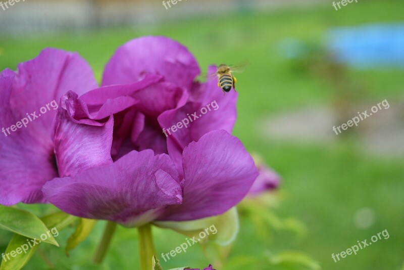 Bee Flores Flower Nature Free Photos