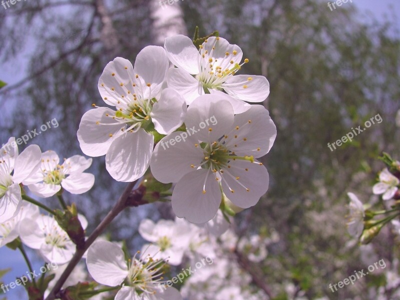 Spring Bloom Cherry Flowers Branch