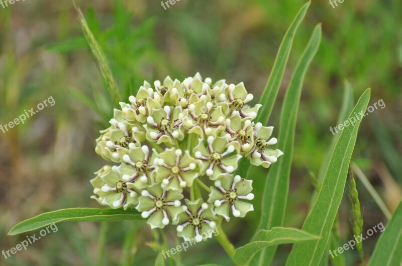 Wildflower Spring Wildflowers Nature Flora