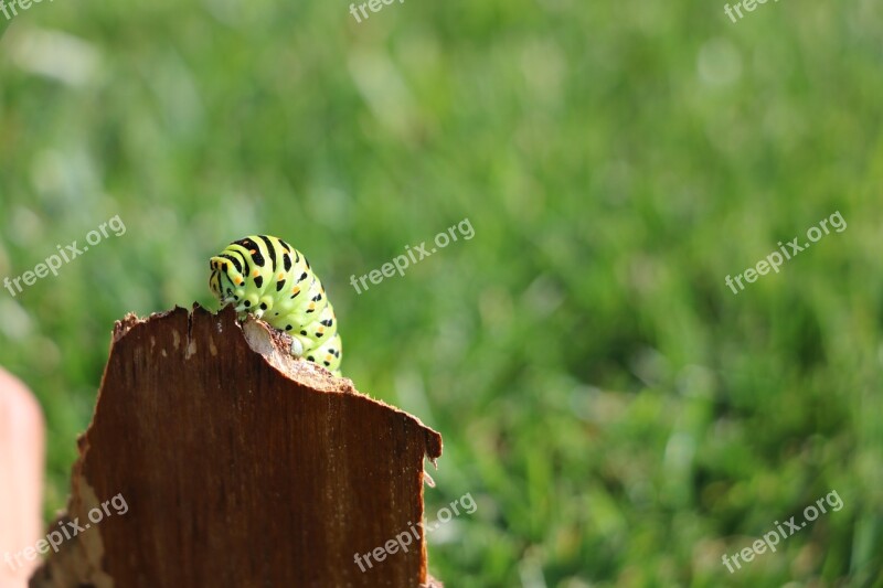 Caterpillar Macro Insect Butterfly Garden