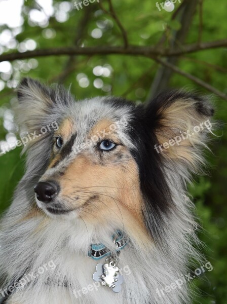 Dog Bitch Bitch Shetland Sheepdog Shetland Sheepdog Nobility Blue Adorable