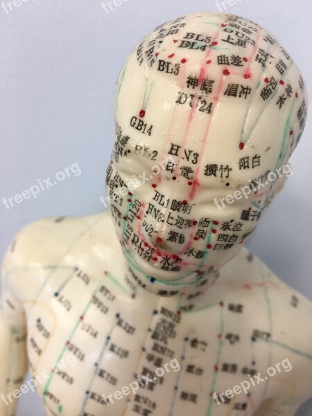 Acupuncture Acupuncture Model Mannequin Medical Healthcare