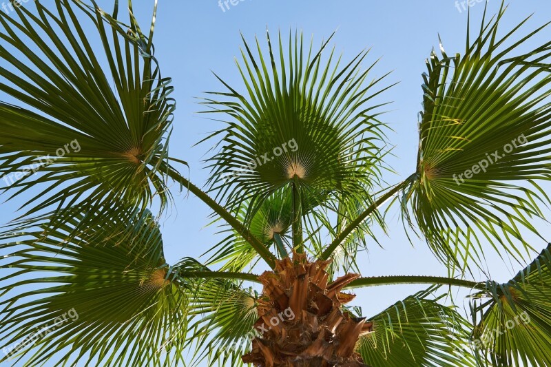 Palm Leaves Tropical Plant Nature