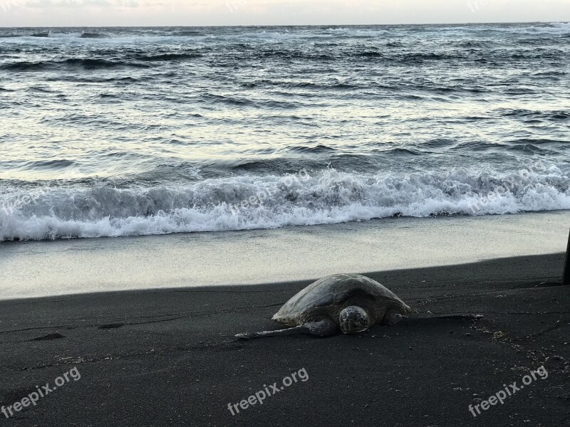 Black Sand Sand Beach Sea Black