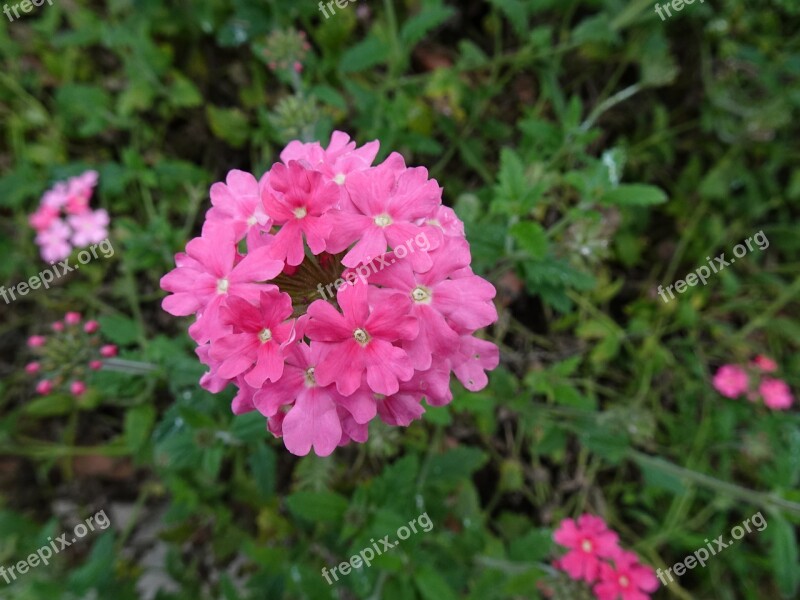 Plant Flower Flowering In Full Bloom Natural