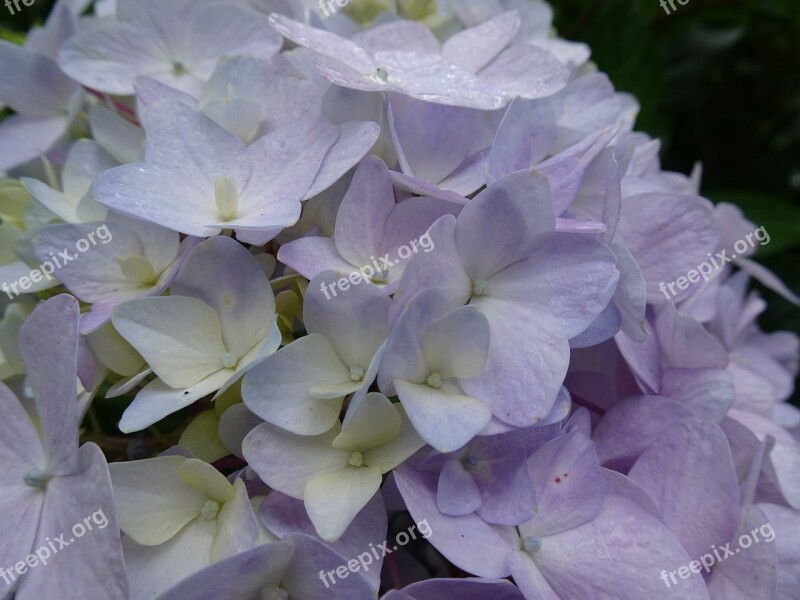 Plant Flowers In Full Bloom Purple Flower