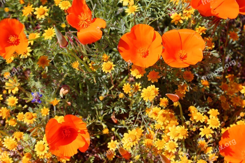 Superbloom Poppies California Southwest Desert